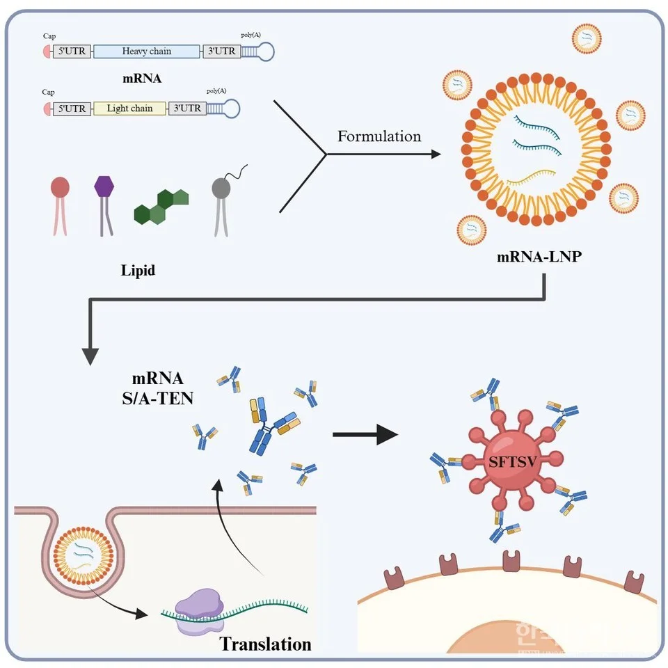 Professor Nam Jae‑hwan’s research team at The Catholic University of Korea develops an mRNA‑based therapeutic for the “killer tick virus”